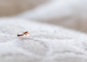 Βασιλακόπουλος: Πόσο πιθανό είναι να φθάσουν οι κοριοί από τη Γαλλία στην Ελλάδα και πόσο κινδυνεύουμε