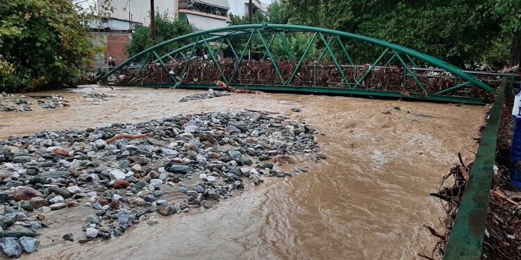 Καταγγελία: Νέο «έγκλημα κατά του περιβάλλοντος» στο Βόλο με το κόψιμο αιωνόβιων δένδρων
