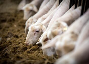 Αιγοπρόβατα: Επιβεβαιώθηκε εστία ευλογιάς – Συναγερμός στις κτηνιατρικές αρχές