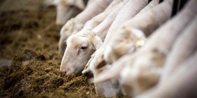 Αιγοπρόβατα: Επιβεβαιώθηκε εστία ευλογιάς – Συναγερμός στις κτηνιατρικές αρχές