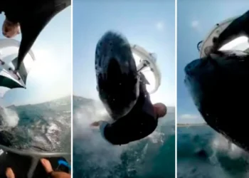 Δείτε τη στιγμή που Αυστραλός σέρφερ δέχεται επίθεση από φάλαινα