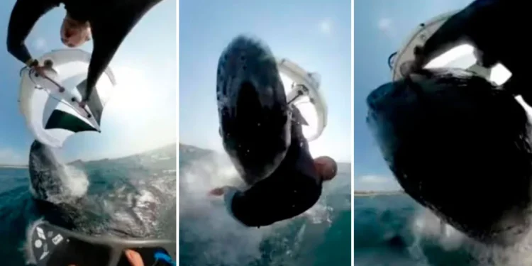 Δείτε τη στιγμή που Αυστραλός σέρφερ δέχεται επίθεση από φάλαινα