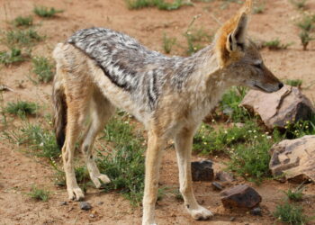 Σέρρες: Αγέλη τσακαλιών κυκλοφορεί στην Κάτω Καμήλα