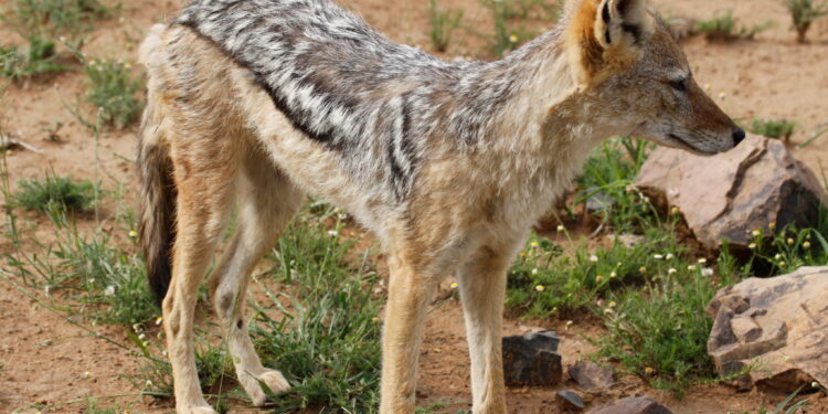 Σέρρες: Αγέλη τσακαλιών κυκλοφορεί στην Κάτω Καμήλα