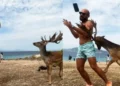Τουρίστας πήγε στην Αίγινα και προσπάθησε να βγάλει selfie με ελάφι: Κατέληξε στο νοσοκομείο με σπασμένα πλευρά (vid)