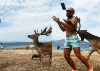 Τουρίστας πήγε στην Αίγινα και προσπάθησε να βγάλει selfie με ελάφι: Κατέληξε στο νοσοκομείο με σπασμένα πλευρά (vid)