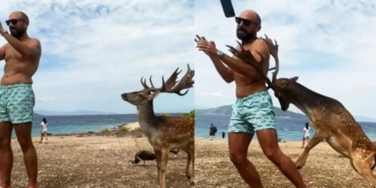 Τουρίστας πήγε στην Αίγινα και προσπάθησε να βγάλει selfie με ελάφι: Κατέληξε στο νοσοκομείο με σπασμένα πλευρά (vid)