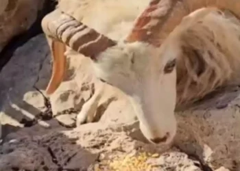 Άφησαν κοπάδι από αιγοπρόβατα στη βραχονησίδα Μάκρη χωρίς νερό και τροφή – Πέθαναν 25 ζώα