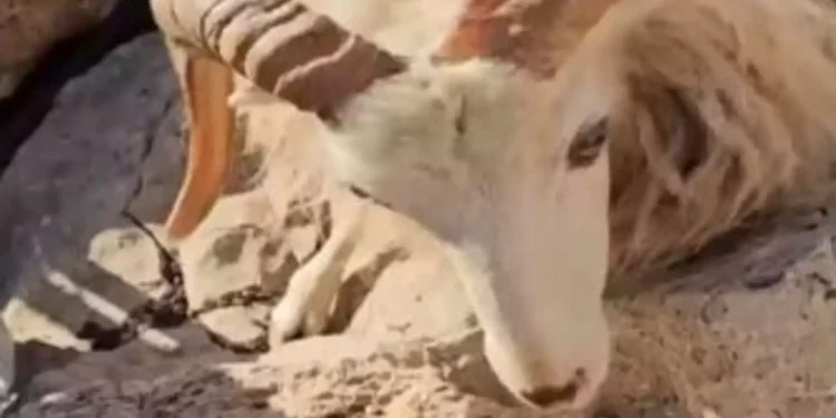 Άφησαν κοπάδι από αιγοπρόβατα στη βραχονησίδα Μάκρη χωρίς νερό και τροφή – Πέθαναν 25 ζώα