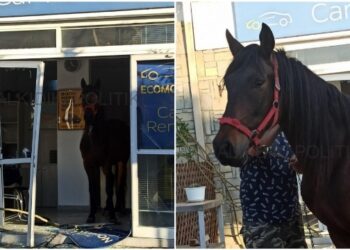 Χαλκιδική: Aλογο μπούκαρε σε επιχείρηση και τα έκανε γης μαδιάμ – Σε κατάσταση σοκ οι υπάλληλοι