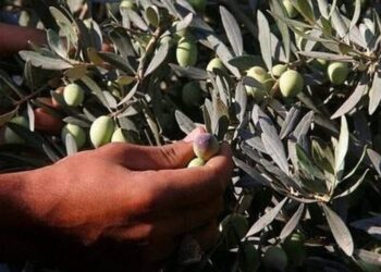 Ελαιοκαλλιέργειες: Πτώση παραγωγής 90% στη Χαλκιδική