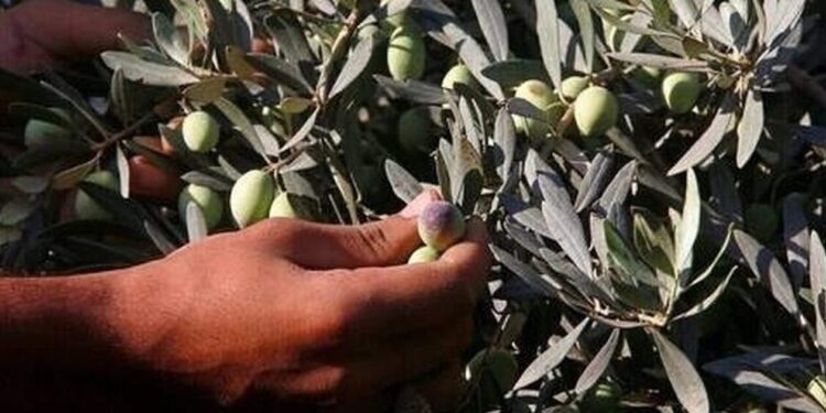 Ελαιοκαλλιέργειες: Πτώση παραγωγής 90% στη Χαλκιδική