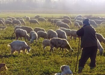 ΣΕΚ: Σε αφανισμό οδηγείται η κτηνοτροφία – Μείωση κοπαδιών και εγκατάλειψη