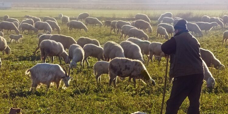 ΣΕΚ: Σε αφανισμό οδηγείται η κτηνοτροφία – Μείωση κοπαδιών και εγκατάλειψη