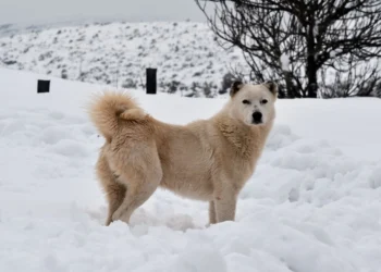 Κακοκαιρία Oliver: Σε ετοιμότητα η Πολιτική Προστασία Κεντρικής Μακεδονίας – «Έχουμε 6.000 τόνους αλατιού»