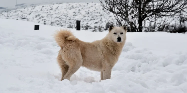 Κακοκαιρία Oliver: Σε ετοιμότητα η Πολιτική Προστασία Κεντρικής Μακεδονίας – «Έχουμε 6.000 τόνους αλατιού»
