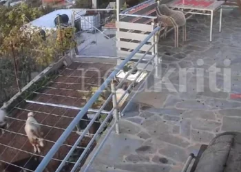 Αλανιάρες κατσίκες μπούκαραν σε κατοικία στην Κρήτη και τα έκαναν γης μαδιάμ: Σε απόγνωση ο ιδιοκτήτης (vid)