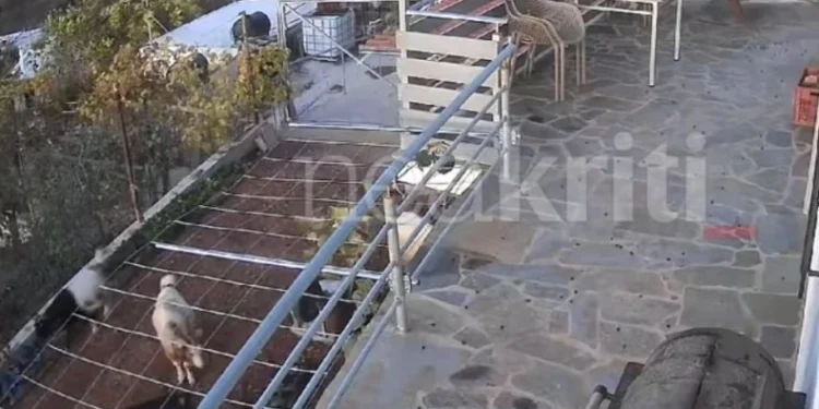Αλανιάρες κατσίκες μπούκαραν σε κατοικία στην Κρήτη και τα έκαναν γης μαδιάμ: Σε απόγνωση ο ιδιοκτήτης (vid)