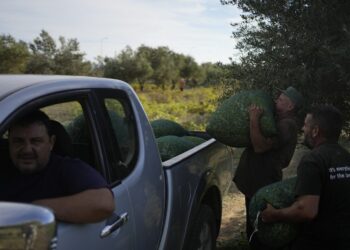 Ελαιόλαδο: Ζαλίζουν οι τιμές – Αυξάνονται οι κλοπές ακόμα και με αλυσοπρίονα