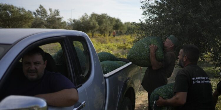 Ελαιόλαδο: Ζαλίζουν οι τιμές – Αυξάνονται οι κλοπές ακόμα και με αλυσοπρίονα