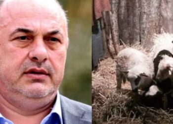 Σάλος: Ο Μπέος στόλισε πάλι φάτνες με αληθινά ζώα