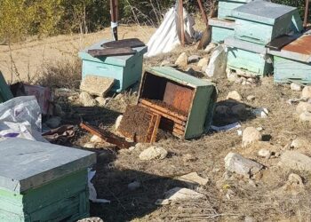 Αρκούδα προκάλεσε ζημιές σε κυψέλες σε περιοχή της Νέας Ζίχνης Σερρών