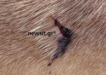 Αδιανόητο περιστατικό στη Θέρμη! 50χρονος ρασοφόρος μαχαίρωσε αδέσποτο σκυλί – «Έκλαιγε το ζώο»