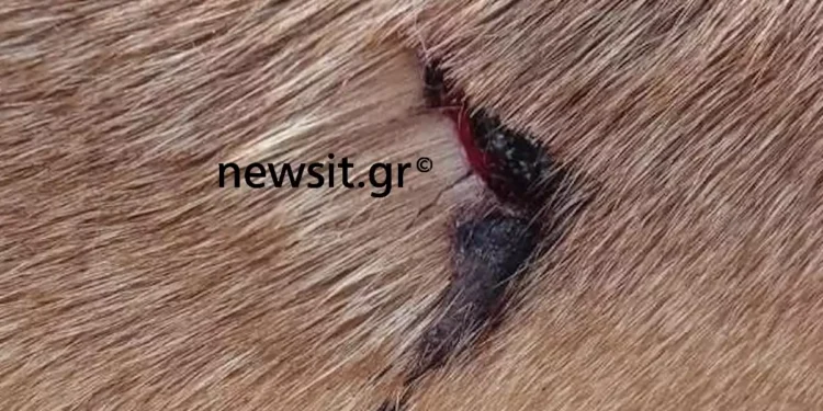 Αδιανόητο περιστατικό στη Θέρμη! 50χρονος ρασοφόρος μαχαίρωσε αδέσποτο σκυλί – «Έκλαιγε το ζώο»