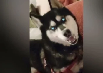 Αράχωβα: Και το Ανθρωποκτονιών στην έρευνα για την υπόθεση του Όλιβερ – Σφίγγει ο κλοιός για τον δράστη