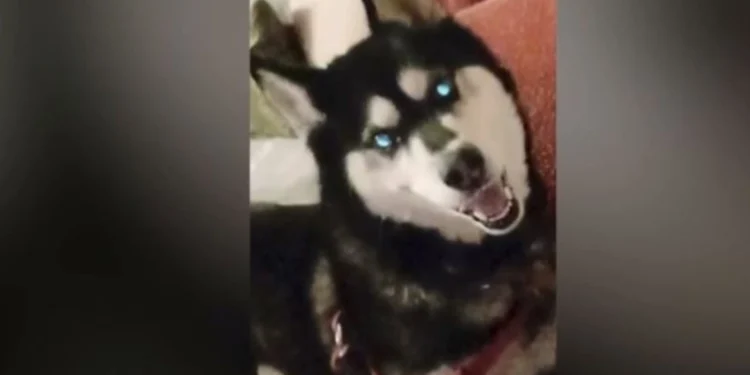 Αράχωβα: Και το Ανθρωποκτονιών στην έρευνα για την υπόθεση του Όλιβερ – Σφίγγει ο κλοιός για τον δράστη