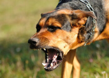 Ποιες ποινές έχουν επιβληθεί σε ιδιοκτήτες σκυλιών που έχουν σκοτώσει ανθρώπους