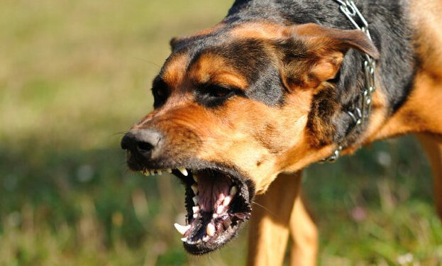 Ποιες ποινές έχουν επιβληθεί σε ιδιοκτήτες σκυλιών που έχουν σκοτώσει ανθρώπους