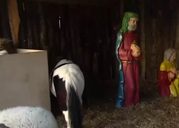 Βόλος: Εισαγγελική παρέμβαση για τις χριστουγεννιάτικες φάτνες με τα ζωντανά ζώα