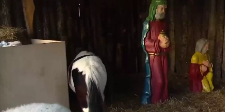 Βόλος: Εισαγγελική παρέμβαση για τις χριστουγεννιάτικες φάτνες με τα ζωντανά ζώα