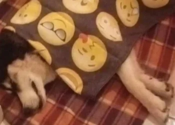 Κακοποίηση χάσκι – Ιδιοκτήτης: Θέλω να βρεθεί το κτήνος, δεν θα με εκπλήξει αν αποδειχθεί ότι είναι συγγενικό πρόσωπο