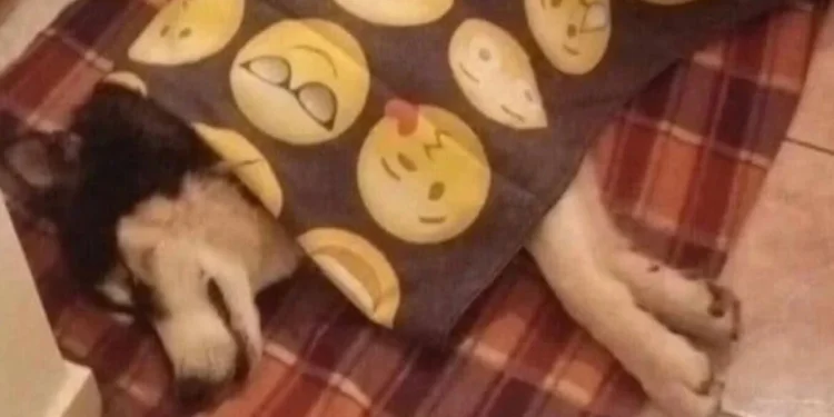 Κακοποίηση χάσκι – Ιδιοκτήτης: Θέλω να βρεθεί το κτήνος, δεν θα με εκπλήξει αν αποδειχθεί ότι είναι συγγενικό πρόσωπο