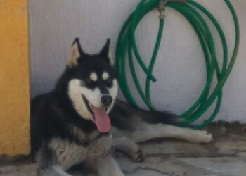 Αράχωβα: Θέμα χρόνου οι απαντήσεις για τον θάνατο του χάσκι – Η διχογνωμία κτηνιάτρου και αστυνομίας