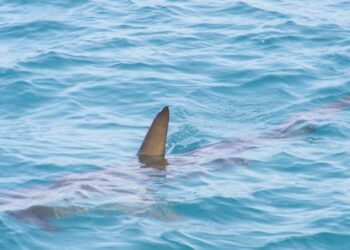 Σαλαμίνα: Μία νεκρή γυναίκα από πυροβολισμούς – Είχε δύο σφαίρες στην κοιλιά