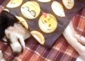 «Δεν είμαι εγώ ο βασανιστής του Όλιβερ» λέει ο ιδιοκτήτης της ταβέρνας στην Αράχωβα