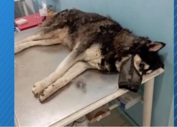 “Υπάρχουν φωτογραφίες που δείχνουν το σκυλί με κάποιον άνθρωπο” – Νέες αποκαλύψεις για τον θάνατο του Όλιβερ