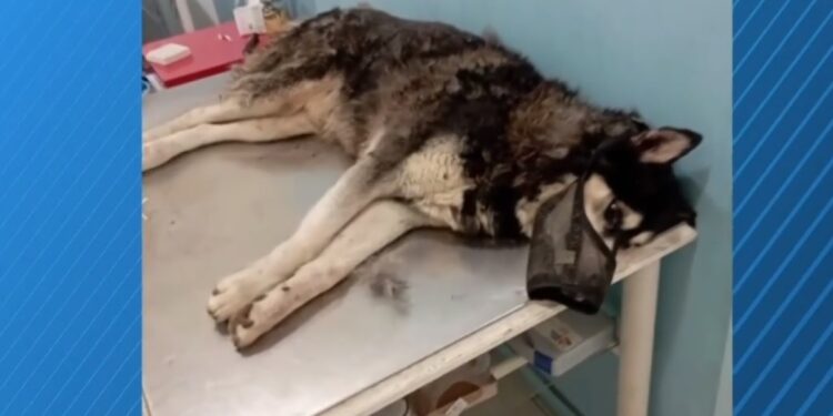 “Υπάρχουν φωτογραφίες που δείχνουν το σκυλί με κάποιον άνθρωπο” – Νέες αποκαλύψεις για τον θάνατο του Όλιβερ