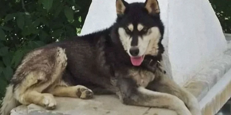 Υπόθεση Όλιβερ: Μάρτυρας καταγγέλλει ότι τον καθυστερούν να καταθέσει