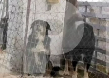 Θεσσαλονίκη: Αυτά είναι τα σκυλιά που κατασπάραξαν και σκότωσαν την 50χρονη μητέρα