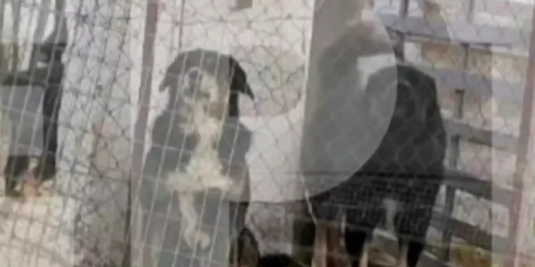 Θεσσαλονίκη: Αυτά είναι τα σκυλιά που κατασπάραξαν και σκότωσαν την 50χρονη μητέρα