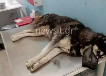 Αράχωβα: Στα χέρια εισαγγελέα η δικογραφία για την κακοποίηση του χάσκι Όλιβερ