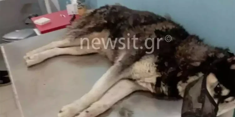 Αράχωβα: Στα χέρια εισαγγελέα η δικογραφία για την κακοποίηση του χάσκι Όλιβερ