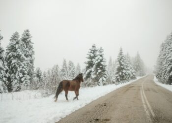 Χιόνια στο Περτούλι: Εικόνες βγαλμένες από παραμύθι στα ορεινά των Τρικάλων