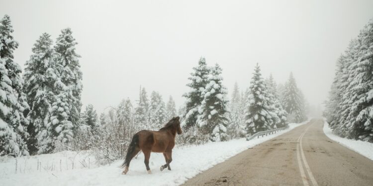 Χιόνια στο Περτούλι: Εικόνες βγαλμένες από παραμύθι στα ορεινά των Τρικάλων