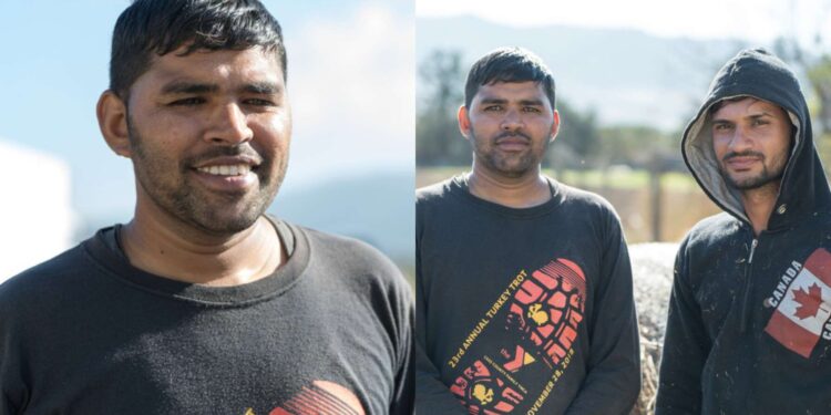 Ινδοί αγρότες ήρθαν στην Χαλκιδική για να γίνουν κτηνοτρόφοι: «Μας χαμογέλασε η τύχη»