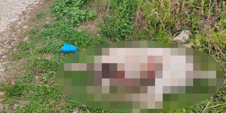 Πάργα: Πυροβόλησε και σκότωσε σκύλο μέσα στον κόσμο σε περιοχή που έπαιζαν παιδιά